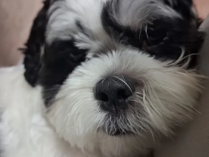 Cachorro raça Lhasa Apso idade 1 ano nome Woody 