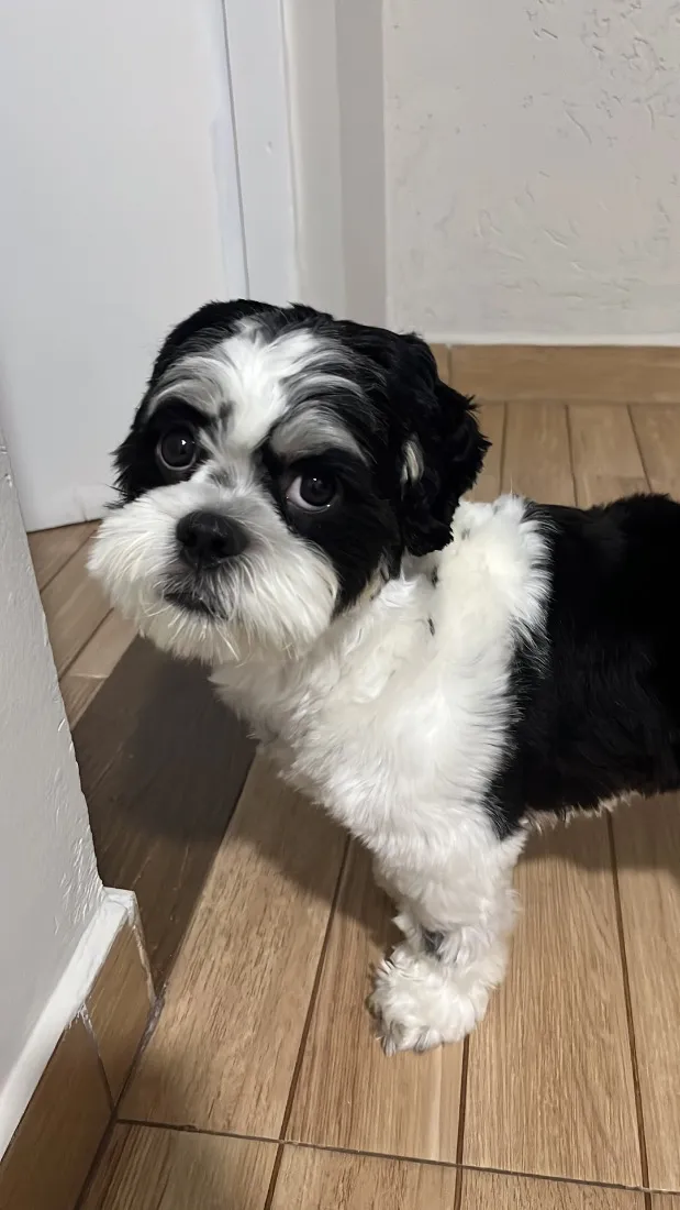 Cachorro raça Lhasa Apso idade 1 ano nome Woody 