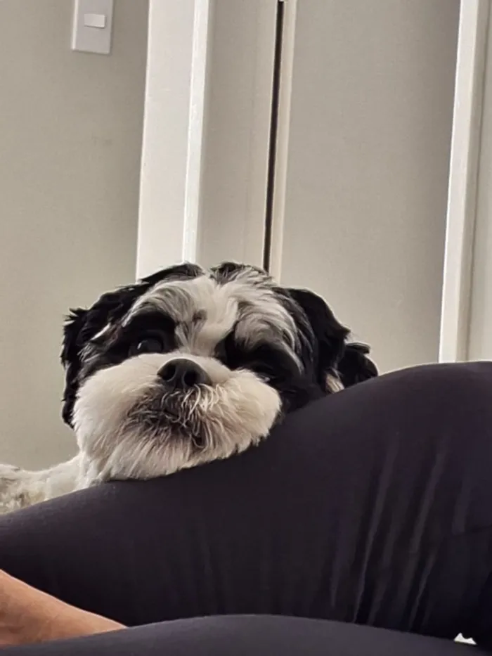 Cachorro raça Lhasa Apso idade 1 ano nome Woody 