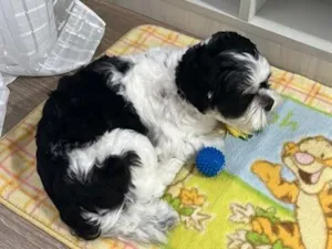 Cachorro raça Lhasa Apso idade 1 ano nome Woody 