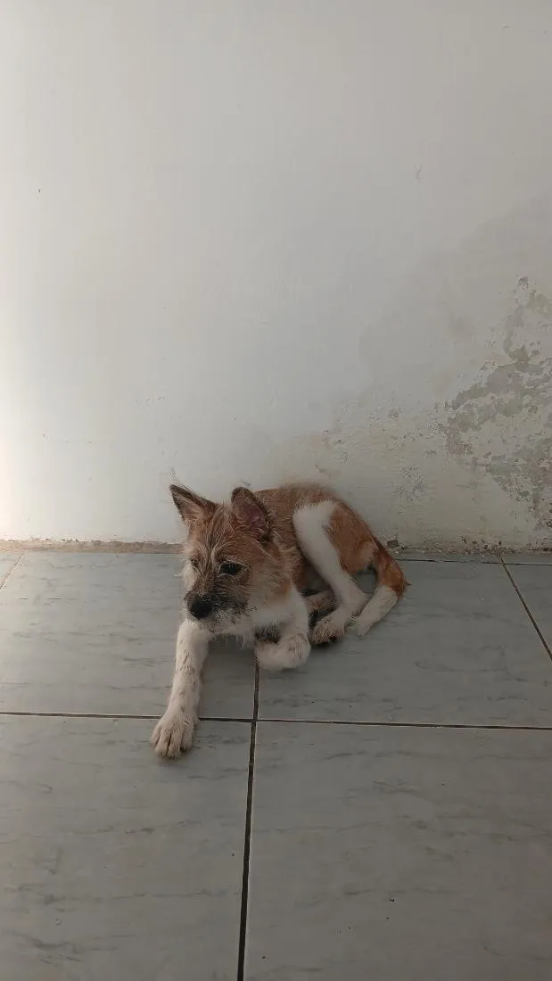 Cachorro raça SRD-ViraLata idade 2 a 6 meses nome muffin