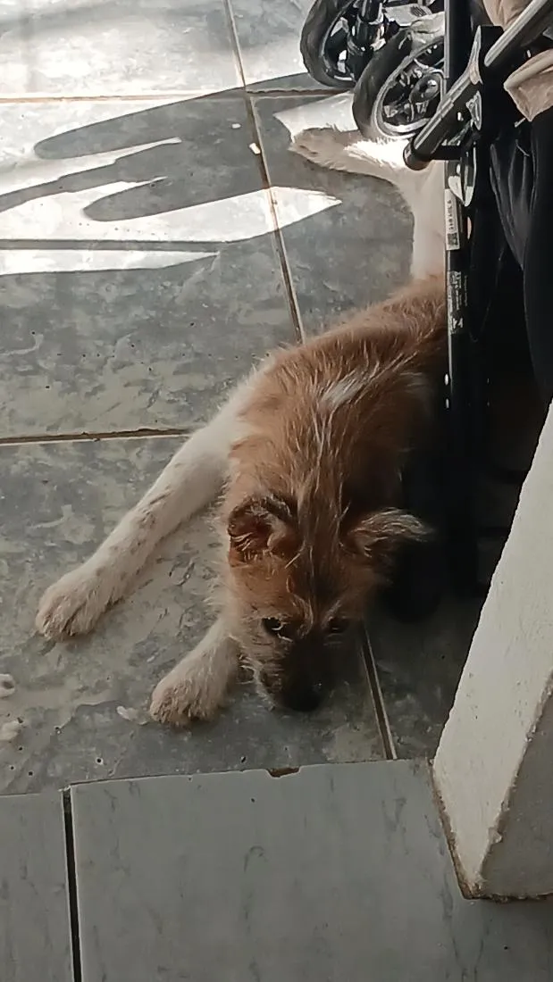 Cachorro raça SRD-ViraLata idade 2 a 6 meses nome muffin