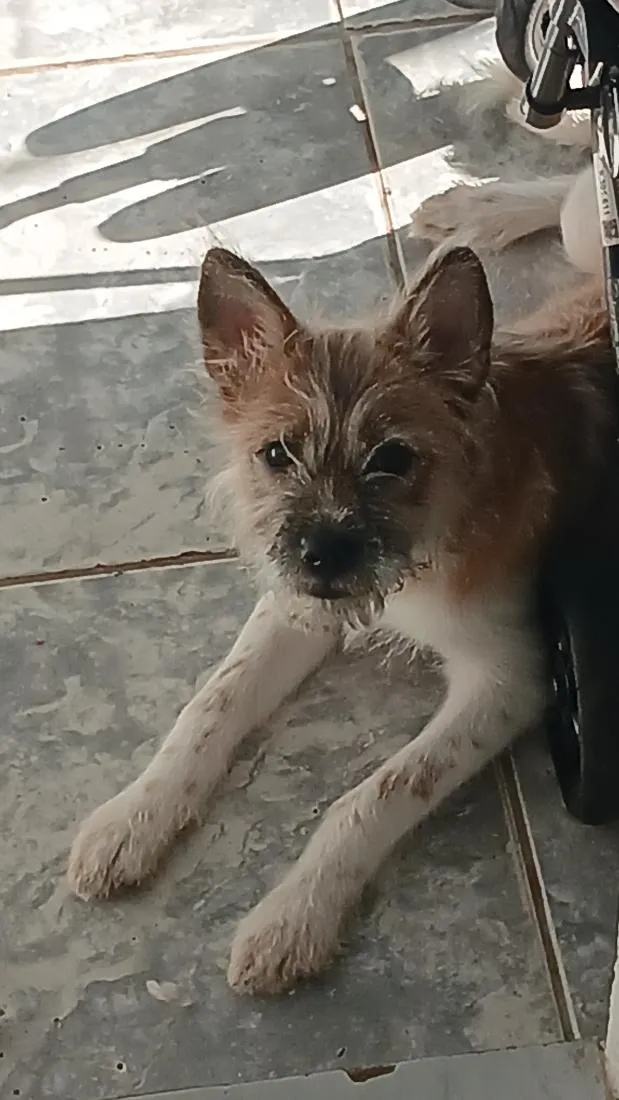 Cachorro raça SRD-ViraLata idade 2 a 6 meses nome muffin