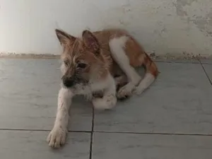 Cachorro raça SRD-ViraLata idade 2 a 6 meses nome muffin