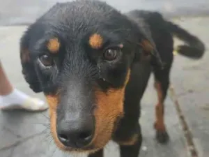 Cachorro raça Rottweiler idade 7 a 11 meses nome Mel