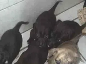 Cachorro raça SRD-ViraLata idade Abaixo de 2 meses nome não tem nomes ainda