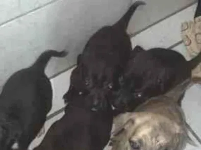 Cachorro raça SRD-ViraLata idade Abaixo de 2 meses nome não tem nomes ainda
