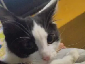 Gato raça SRD-ViraLata idade 1 ano nome Baky