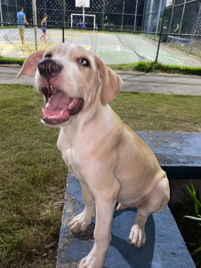 Cachorro raça SRD-ViraLata idade 2 a 6 meses nome Polo