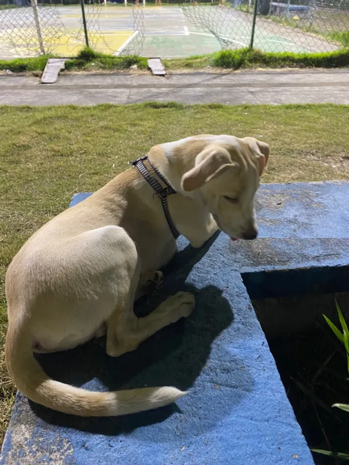 Cachorro raça SRD-ViraLata idade 2 a 6 meses nome Polo