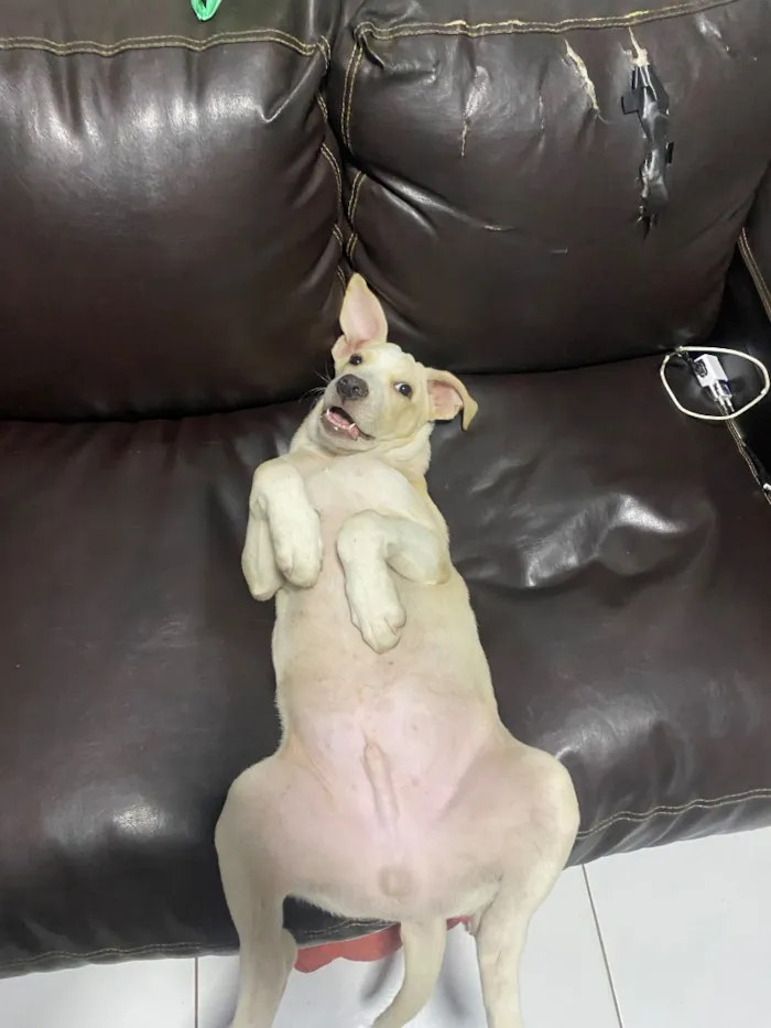 Cachorro raça SRD-ViraLata idade 2 a 6 meses nome Polo