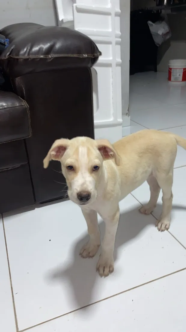 Cachorro raça SRD-ViraLata idade 2 a 6 meses nome Polo