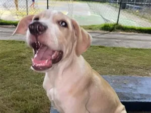 Cachorro raça SRD-ViraLata idade 2 a 6 meses nome Polo