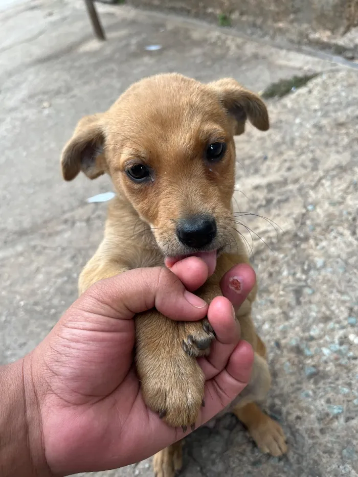 Cachorro raça SRD-ViraLata idade 2 a 6 meses nome Amora 