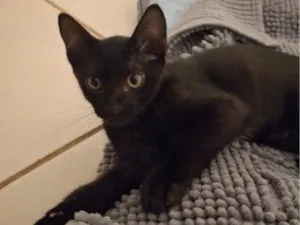 Gato raça SRD-ViraLata idade 2 a 6 meses nome não tem