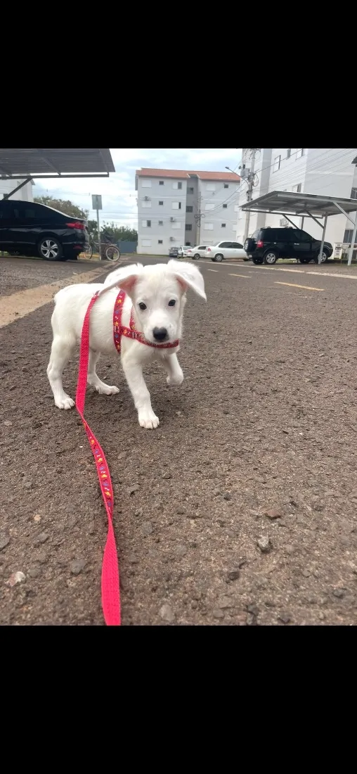 Cachorro raça SRD-ViraLata idade 2 a 6 meses nome Floquinho