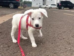 Cachorro raça SRD-ViraLata idade 2 a 6 meses nome Floquinho