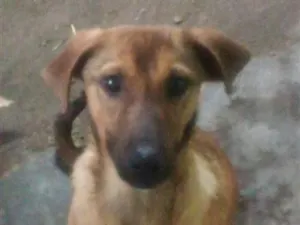 Cachorro raça SRD-ViraLata idade 7 a 11 meses nome Madruga