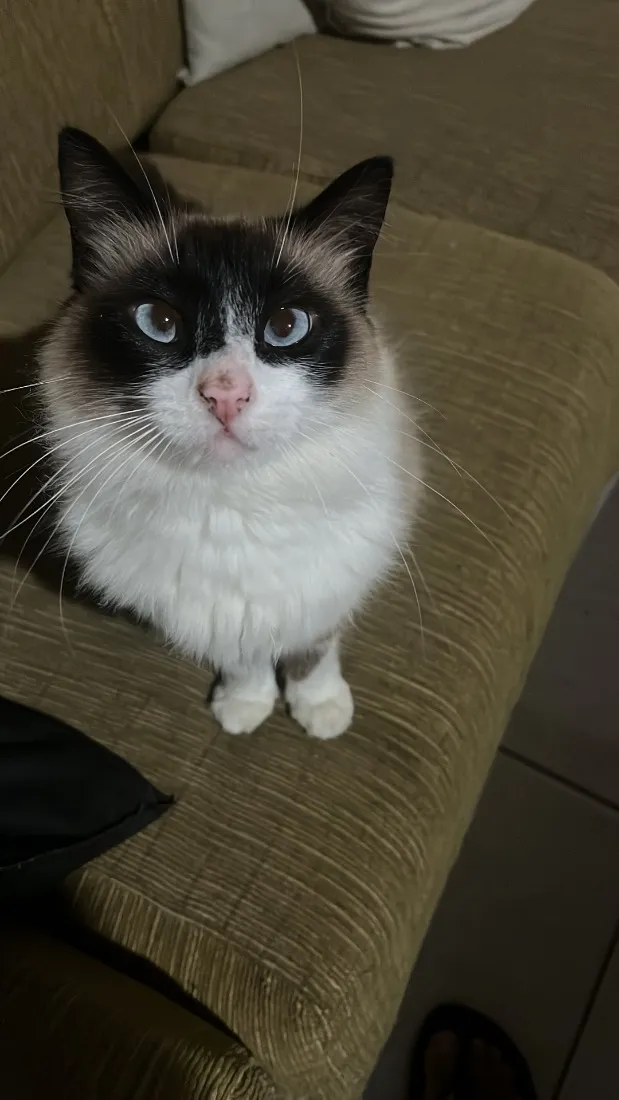 Gato raça SRD-ViraLata idade 2 anos nome Sem nome 
