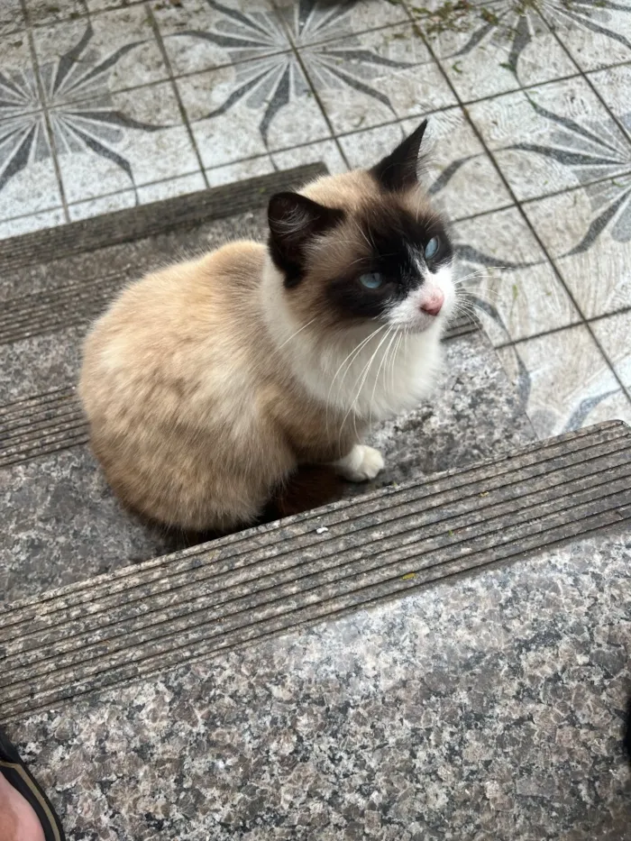 Gato raça SRD-ViraLata idade 2 anos nome Sem nome 