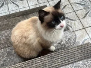 Gato raça SRD-ViraLata idade 2 anos nome Sem nome 
