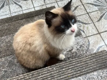 Gato raça SRD-ViraLata idade 2 anos nome Sem nome 