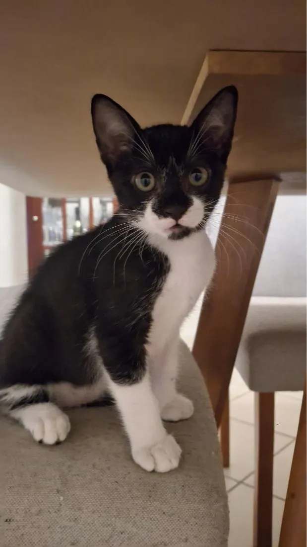 Gato raça SRD-ViraLata idade 2 a 6 meses nome não possui