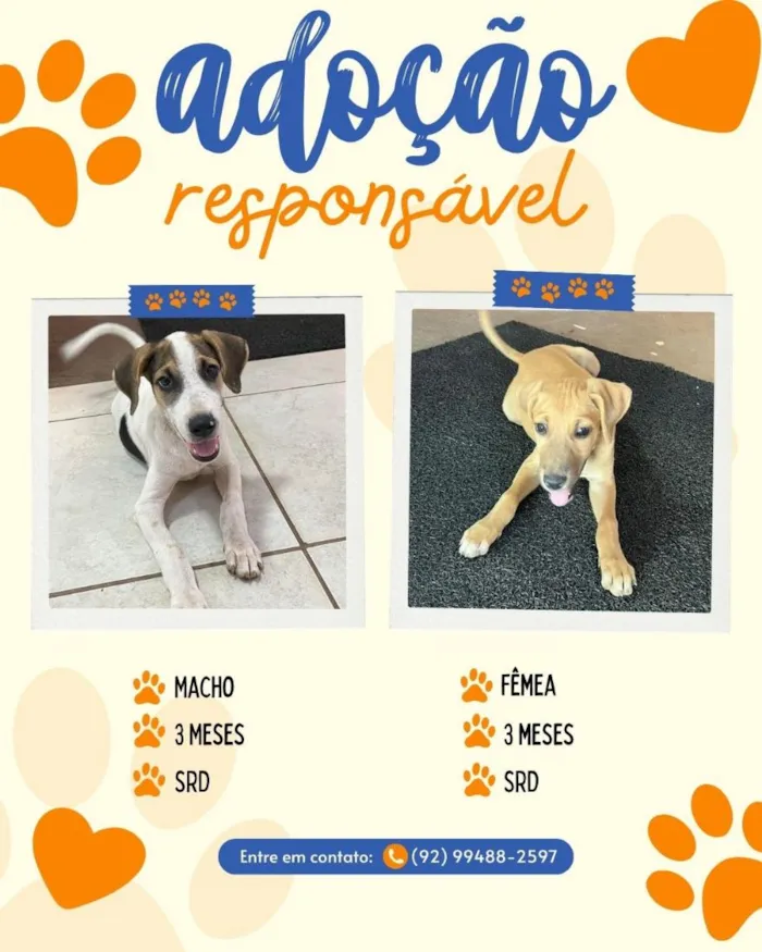 Cachorro raça SRD-ViraLata idade 2 a 6 meses nome Sem Nome
