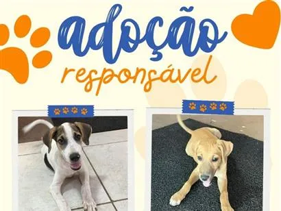 Cachorro raça SRD-ViraLata idade 2 a 6 meses nome Sem Nome