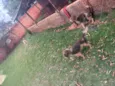 1.mabel,2.sheila,3.thor
