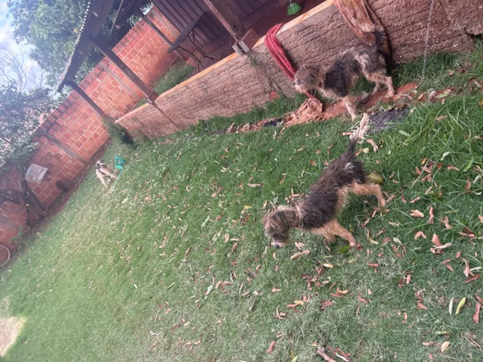 Cachorro raça Shitzu idade 1 ano nome 1.mabel,2.sheila,3.thor
