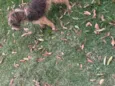 1.mabel,2.sheila,3.thor