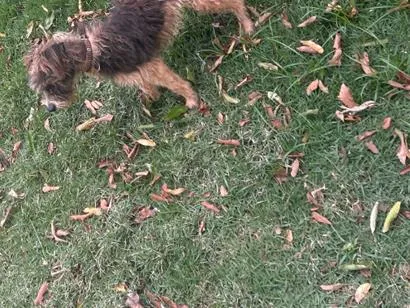 Cachorro raça Shitzu idade 1 ano nome 1.mabel,2.sheila,3.thor