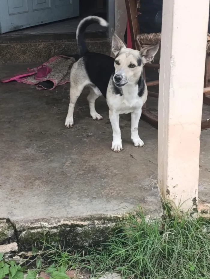 Cachorro raça SRD-ViraLata idade 6 ou mais anos nome Usopp