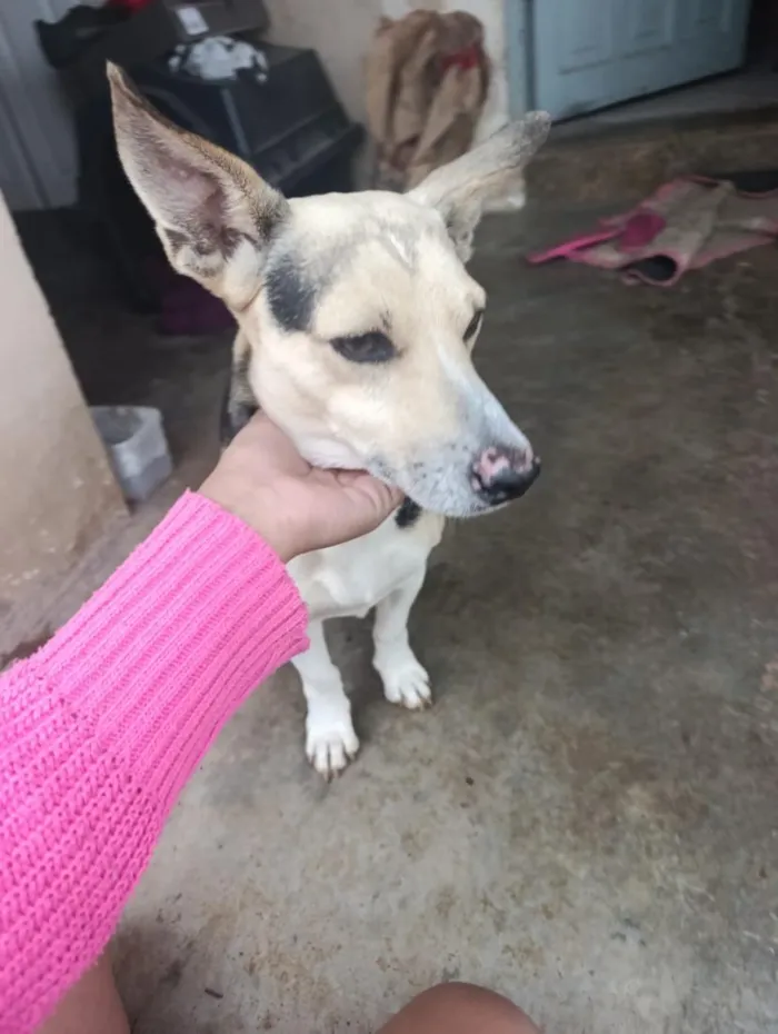 Cachorro raça SRD-ViraLata idade 6 ou mais anos nome Usopp