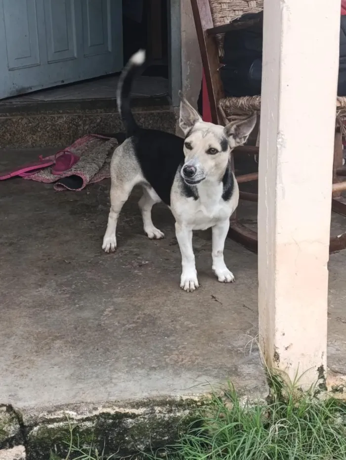 Cachorro raça SRD-ViraLata idade 6 ou mais anos nome Usopp
