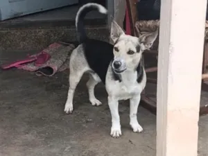 Cachorro raça SRD-ViraLata idade 6 ou mais anos nome Usopp