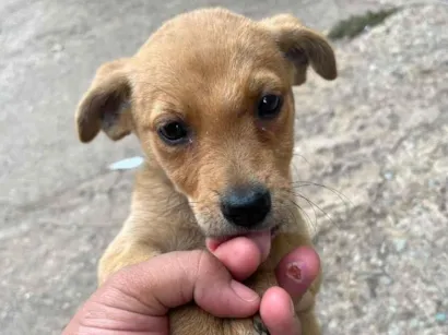 Cachorro raça SRD-ViraLata idade 2 a 6 meses nome Amora 