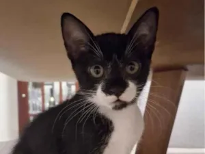 Gato raça SRD-ViraLata idade 2 a 6 meses nome não possui