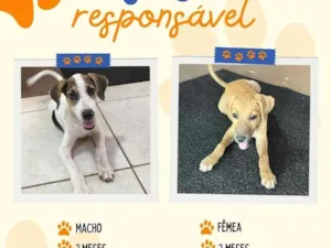 Cachorro raça SRD-ViraLata idade 2 a 6 meses nome Sem Nome