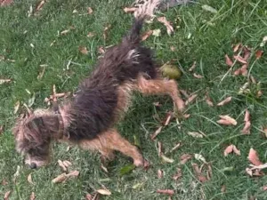 Cachorro raça Shitzu idade 1 ano nome 1.mabel,2.sheila,3.thor
