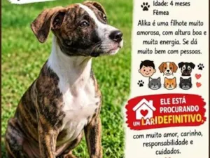 Cachorro raça SRD-ViraLata idade 2 a 6 meses nome Alika