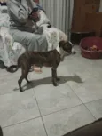 Alika
