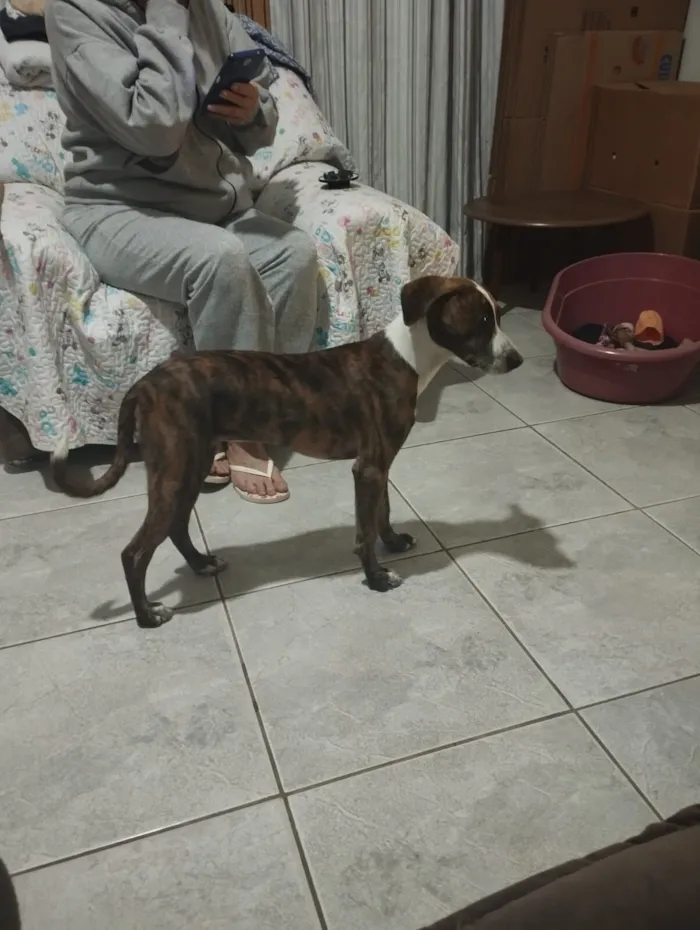 Cachorro raça SRD-ViraLata idade 2 a 6 meses nome Alika