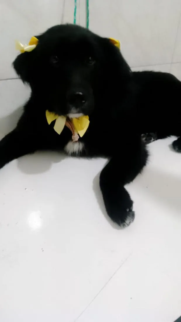 Cachorro raça SRD-ViraLata idade 1 ano nome estrela 