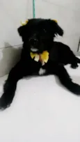 estrela