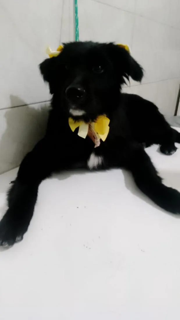 Cachorro raça SRD-ViraLata idade 1 ano nome estrela 