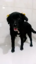estrela