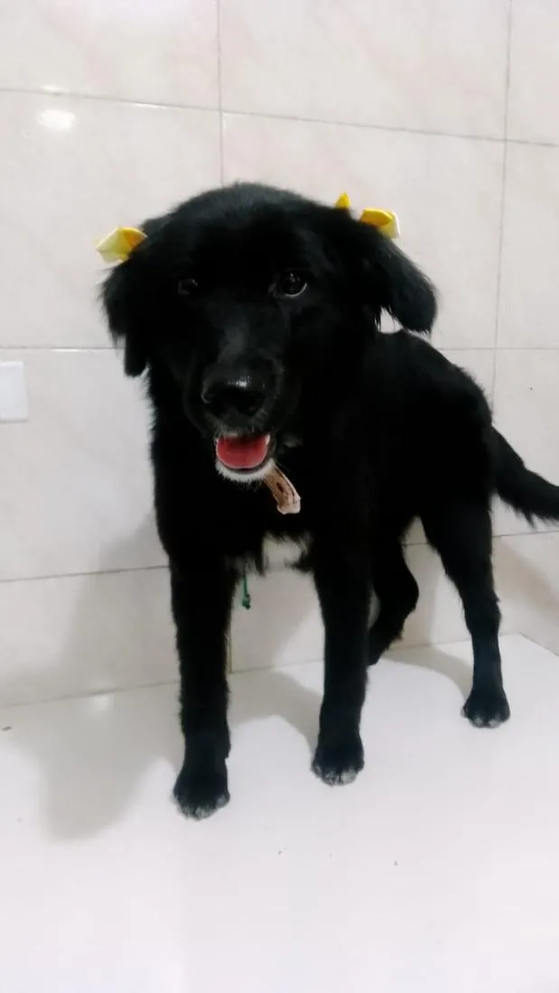 Cachorro raça SRD-ViraLata idade 1 ano nome estrela 