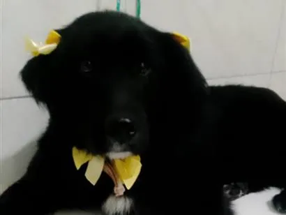 Cachorro raça SRD-ViraLata idade 1 ano nome estrela 